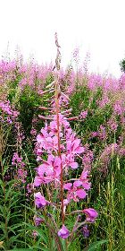 Fireweed Hydrosol